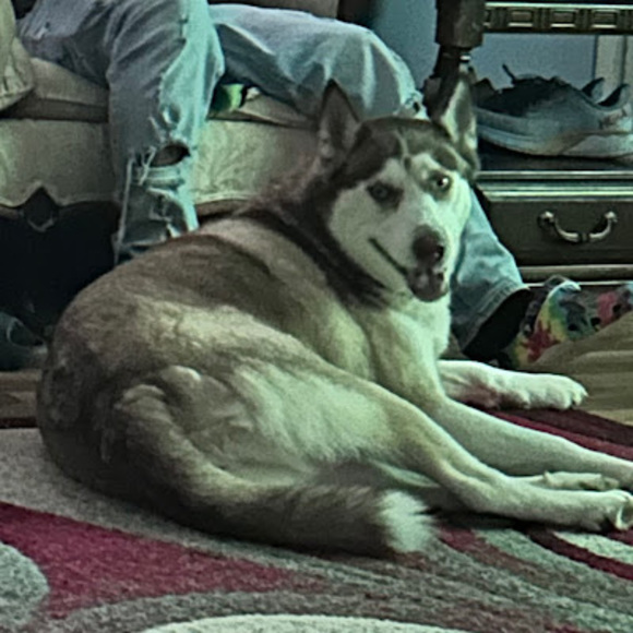 Meet your Posher, Claudia - Picture 1 of 1